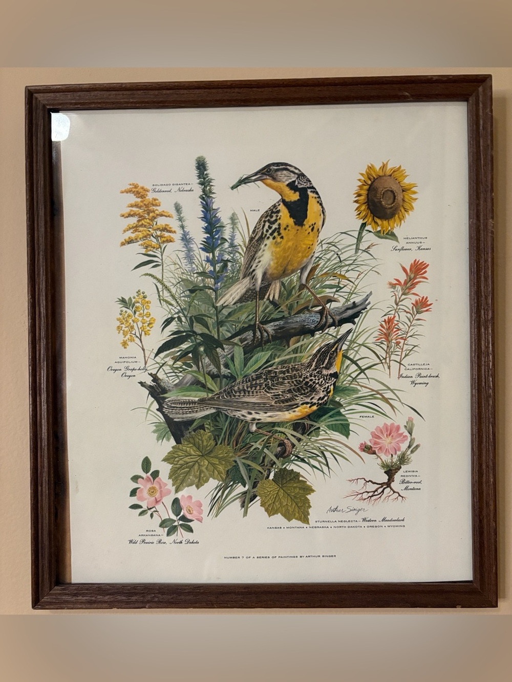 Arthur Singer - Vintage "Western Meadowlark" Print #7 of #8 Series